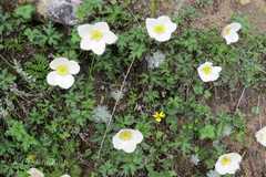Anemone rupicola